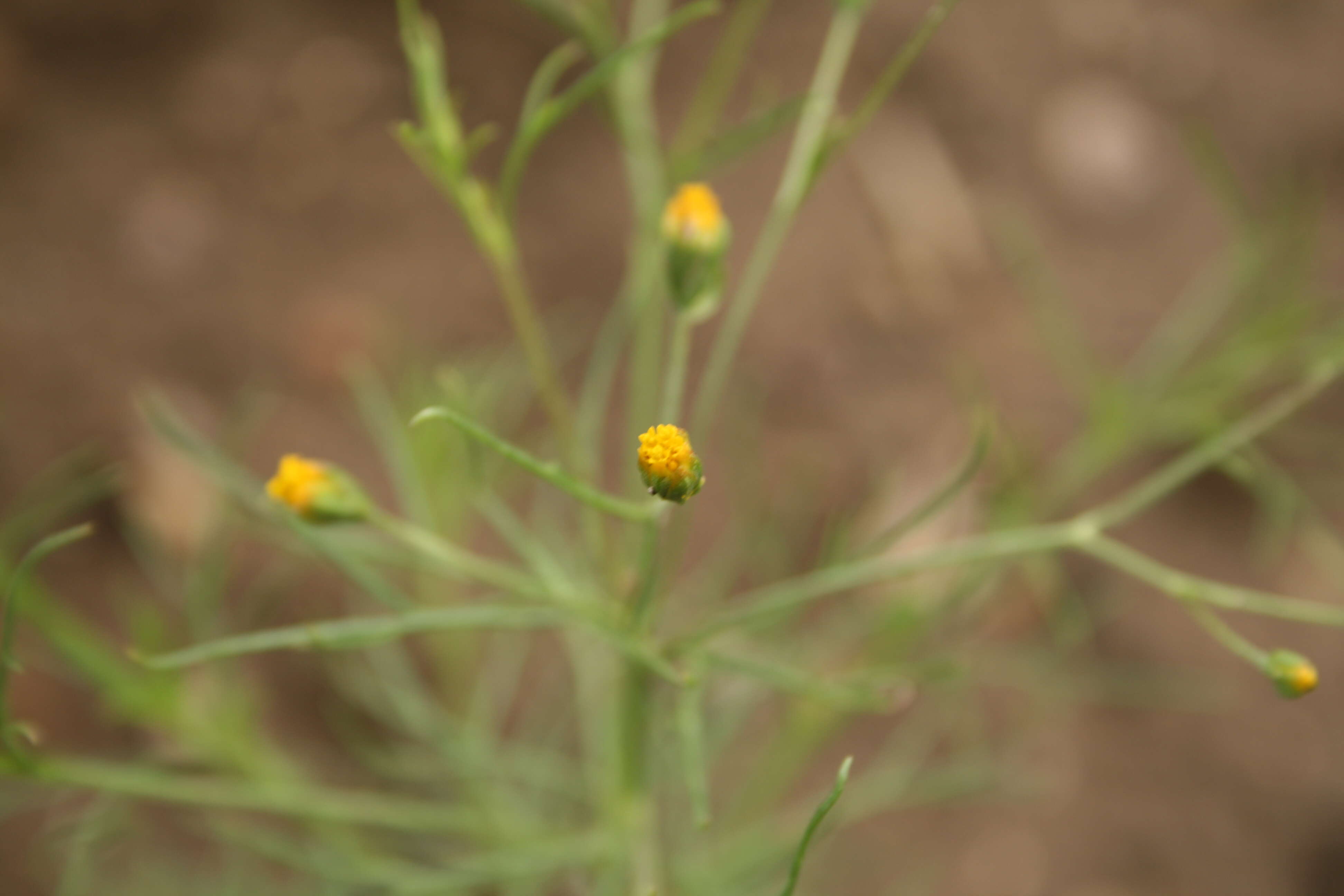 Image de Schkuhria pinnata (Lam.) O. Kuntze