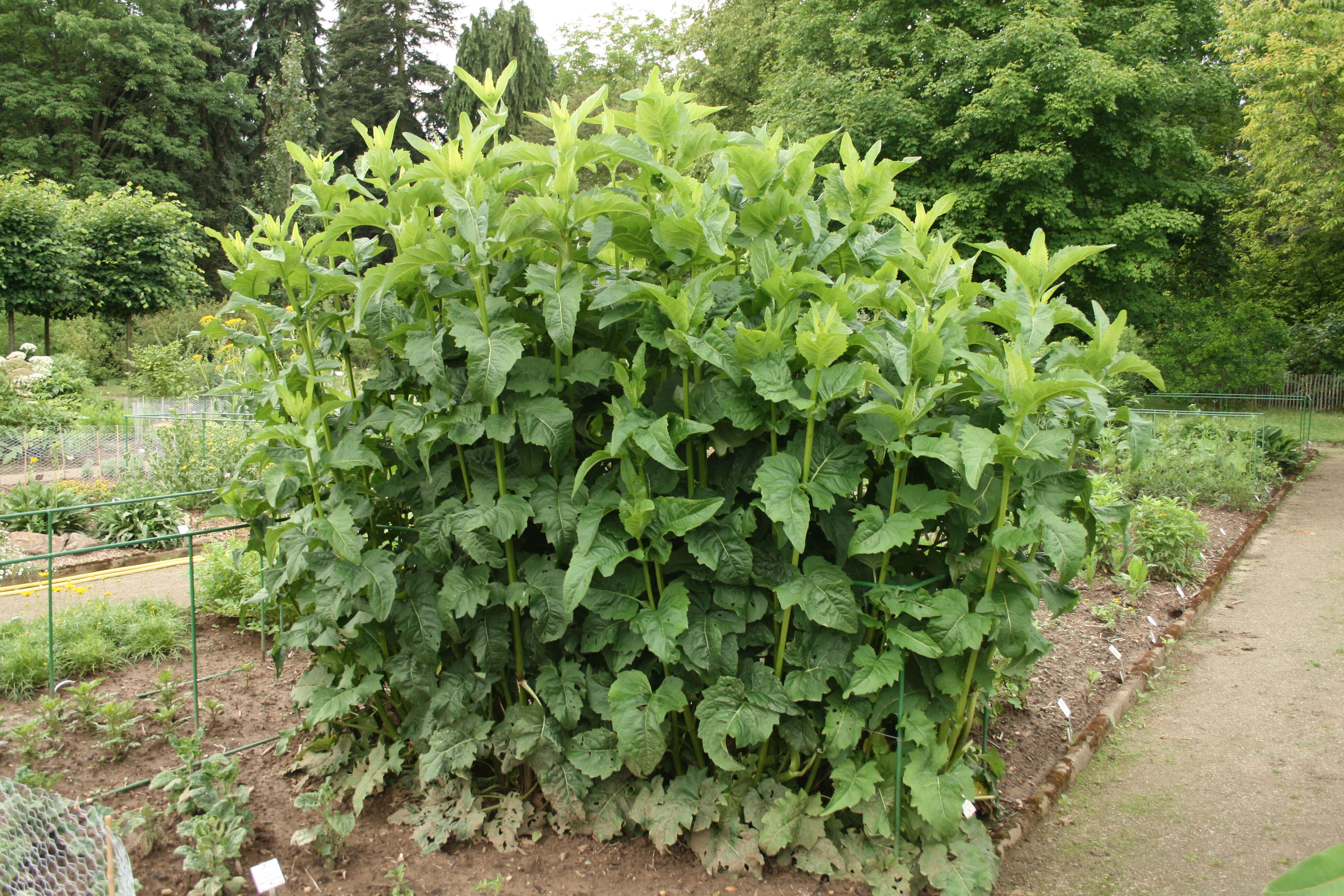 Silphium terebinthinaceum Jacq. resmi