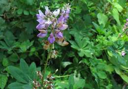 Image of broadleaf lupine