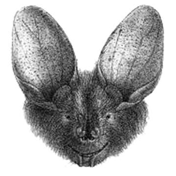 Image of Large-eared Slit-faced Bat