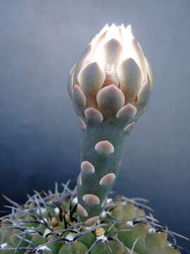 Image of <i>Gymnocalycium quehlianum</i>
