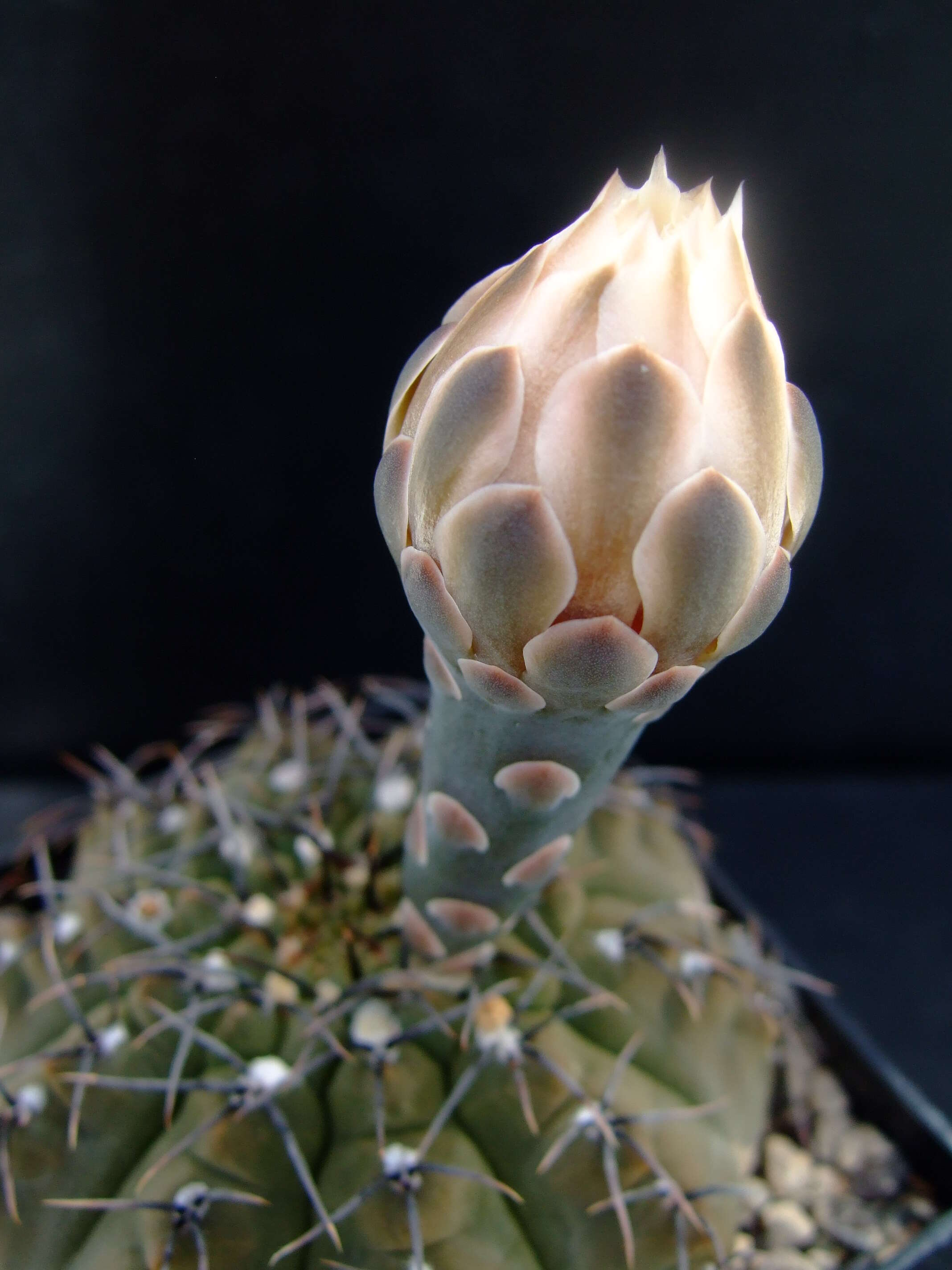 Imagem de <i>Gymnocalycium quehlianum</i>