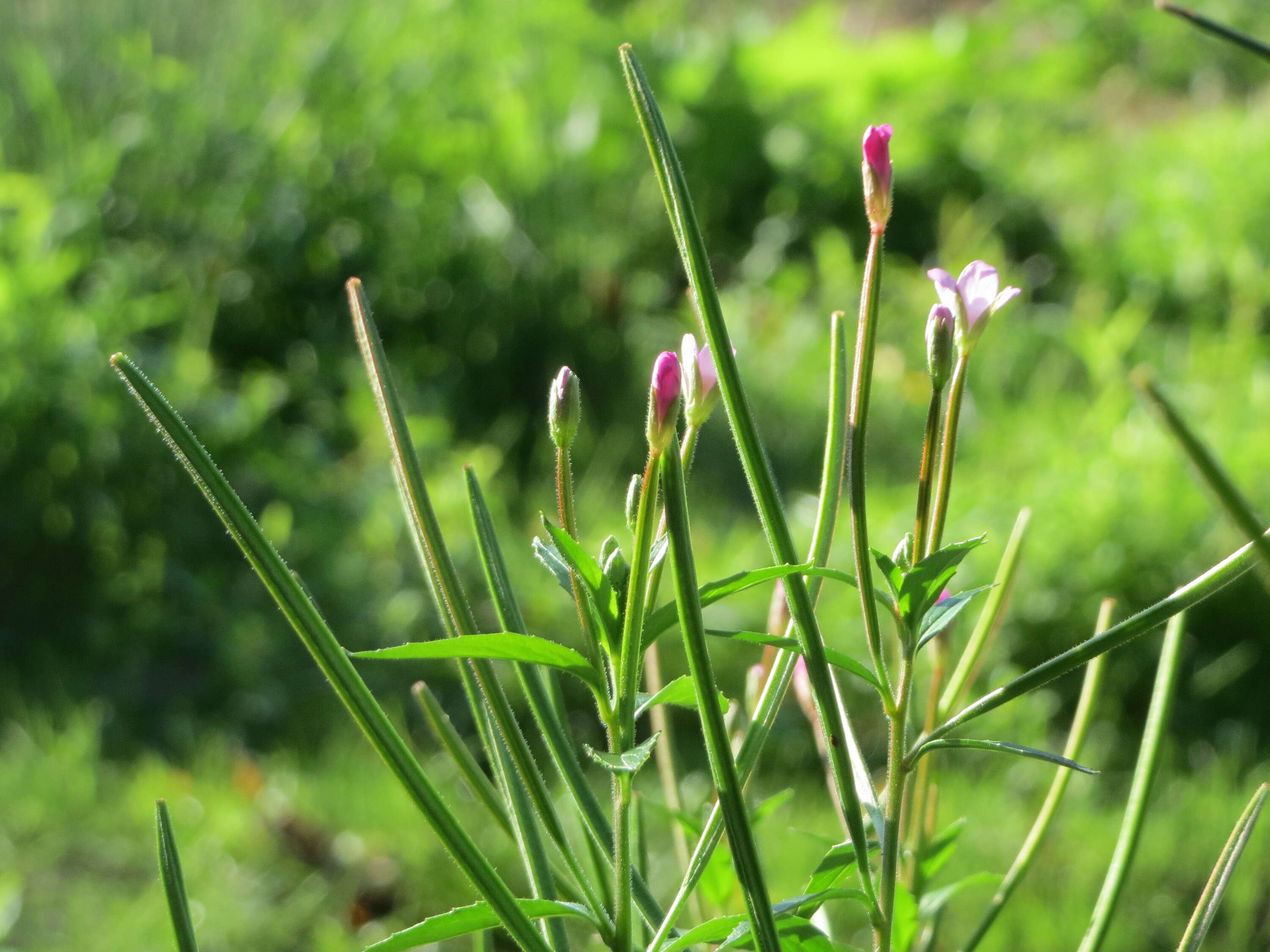 Image of american willowherb