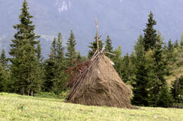 Image of Caucasian Spruce