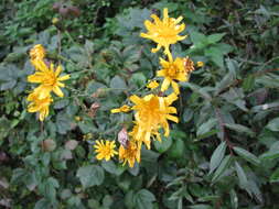 Image of smallflower hawksbeard