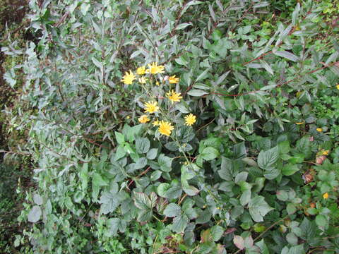 Image of smallflower hawksbeard