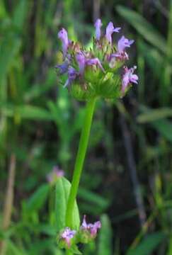 Plancia ëd Valeriana ciliosa (Greene) Byng & Christenh.