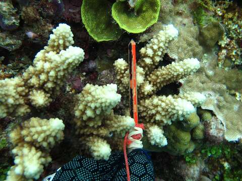 Image of Staghorn coral