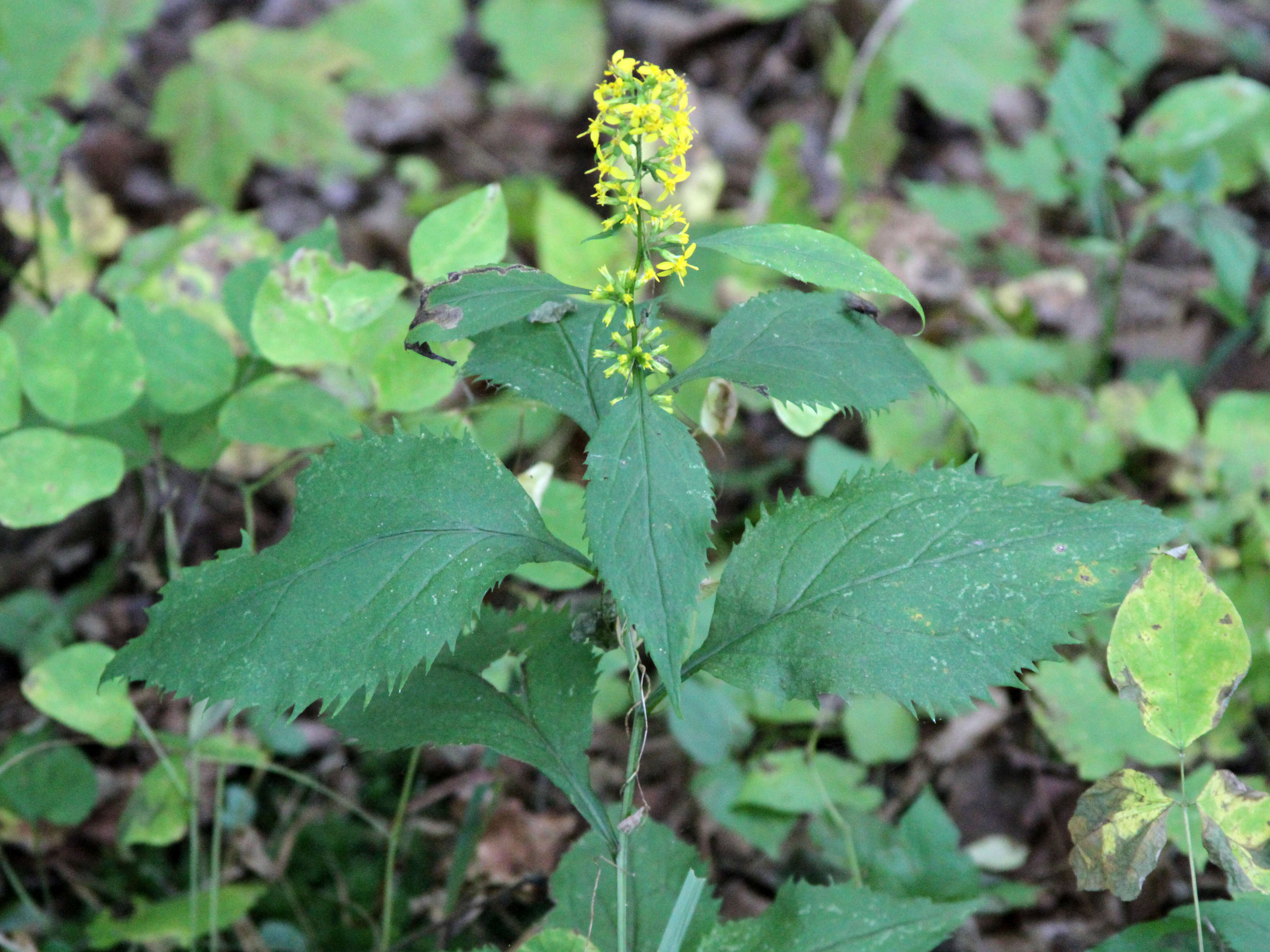 Image of Broad-leaved goldenrod