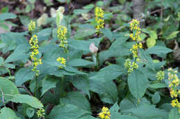 Image of Broad-leaved goldenrod