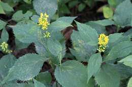 Image of Broad-leaved goldenrod