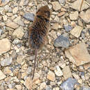 Image of Kikuchi's Field Vole