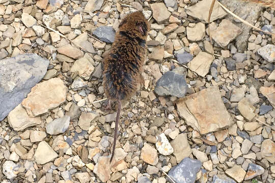 Image of Kikuchi's Field Vole