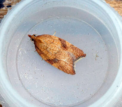 Image of fruit-tree tortrix moth