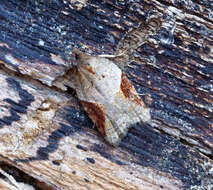 Image of broad-barred button moth