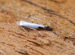 Image of apple leaf miner