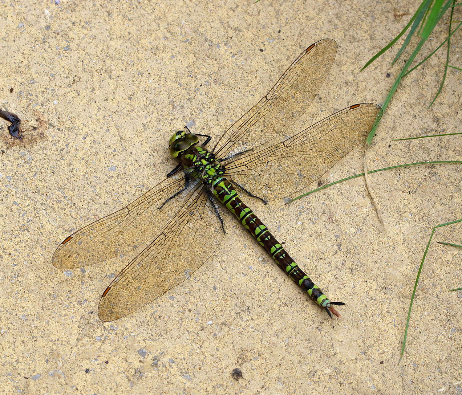 Image of Blue Hawker