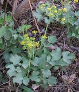 Image of shiny biscuitroot