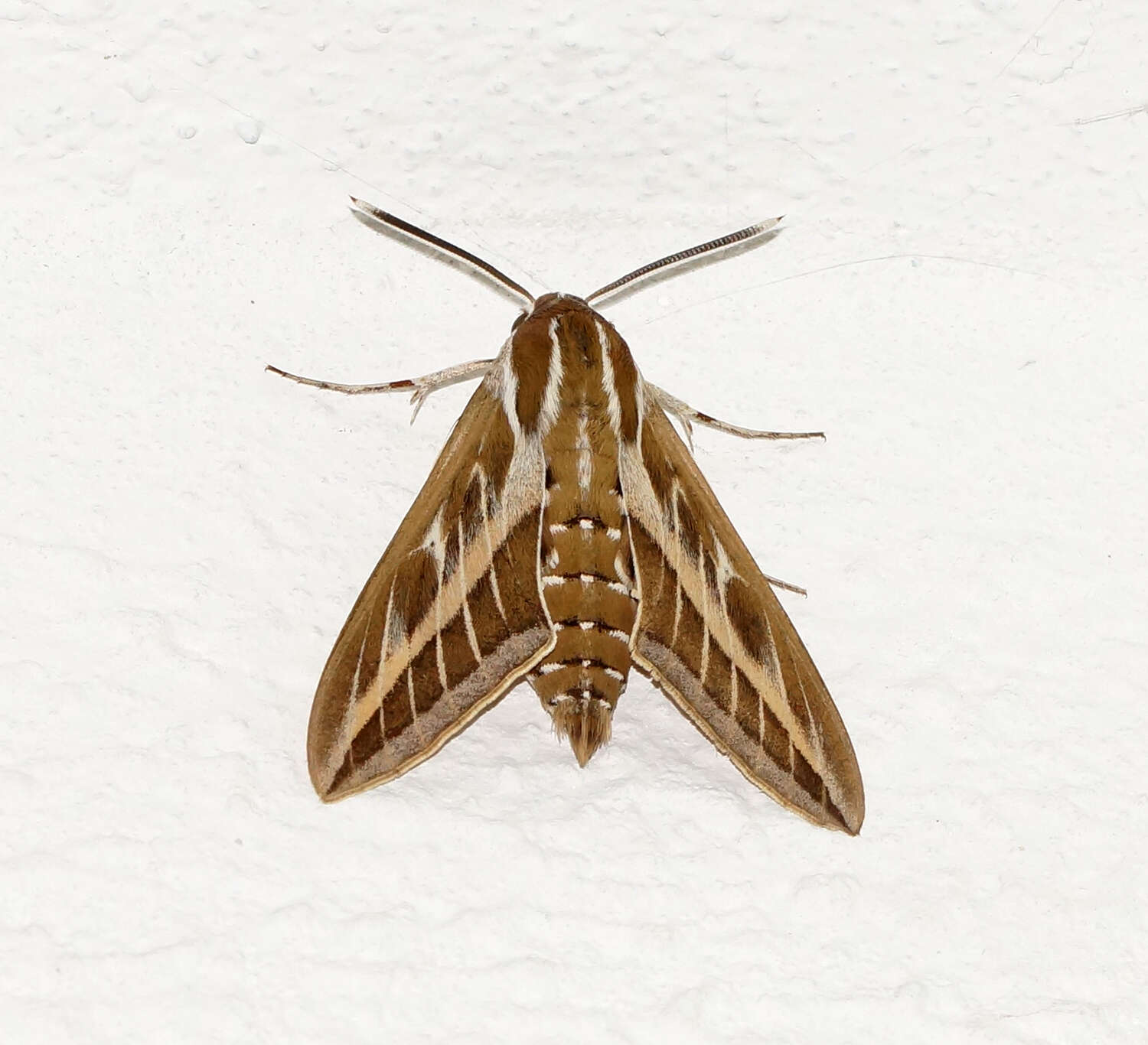 Image of striped hawk-moth