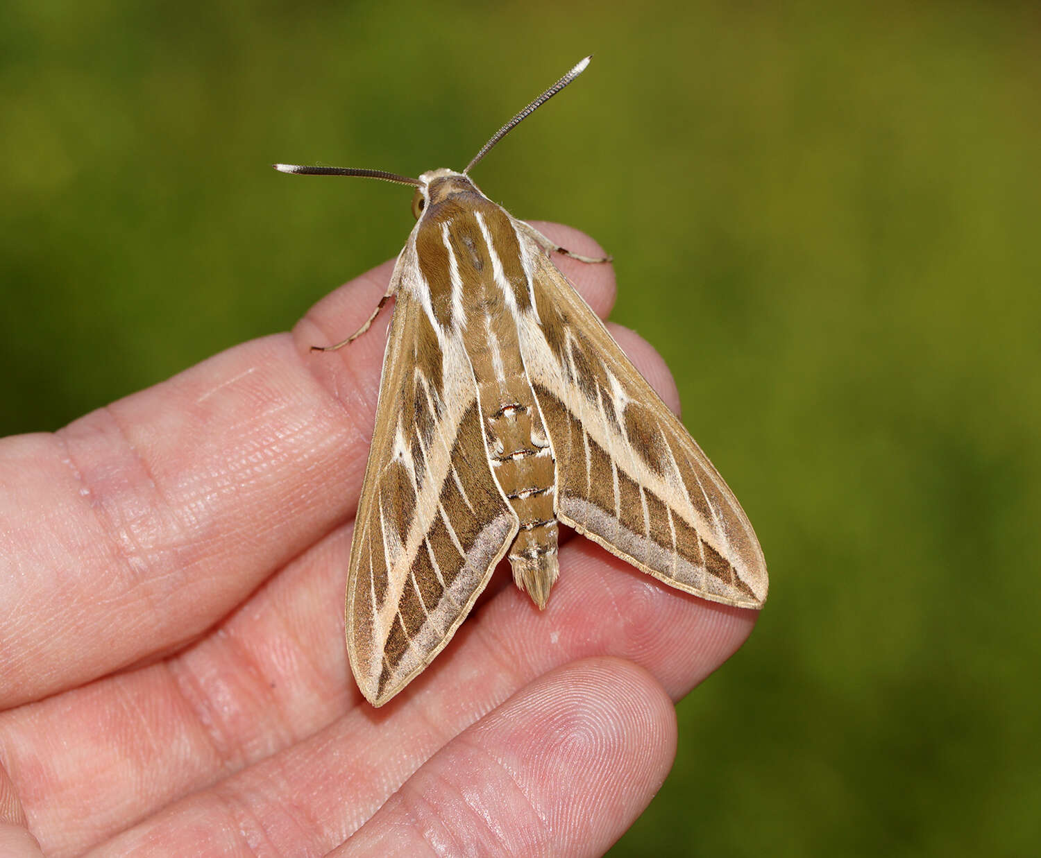 Image of striped hawk-moth