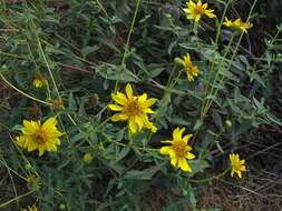 Image of slender sunflower