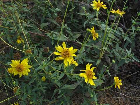 Image of slender sunflower