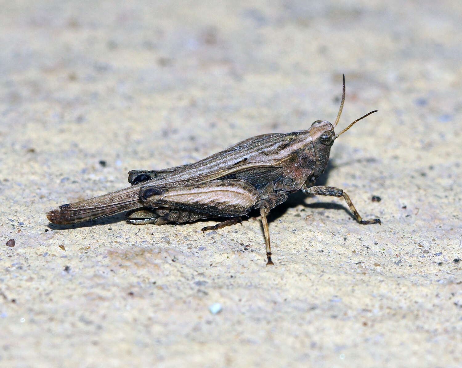 Image of Awl-shaped Pygmy Grasshopper