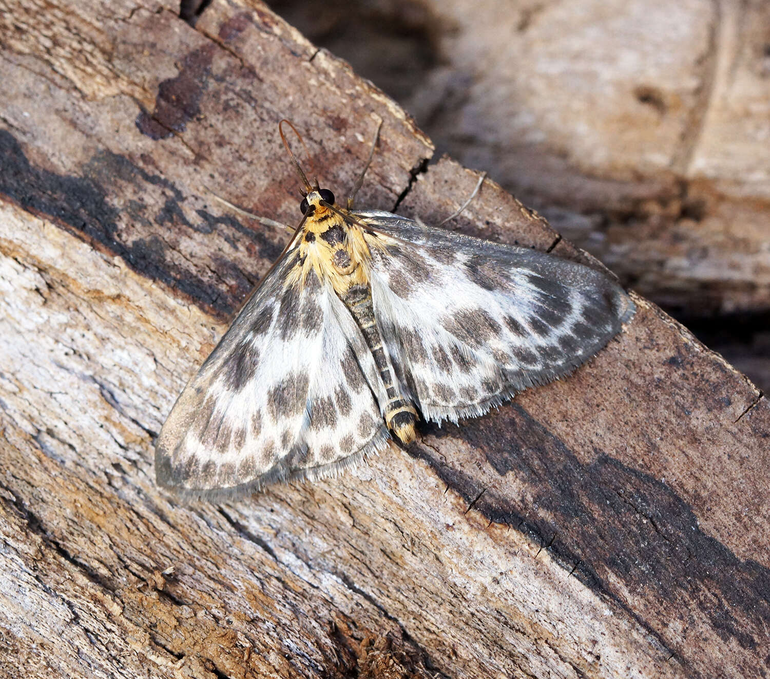 Слика од Anania hortulata