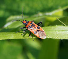 Image of black & red squash bug