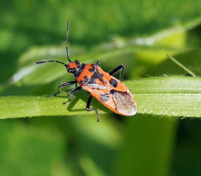 Image of black & red squash bug