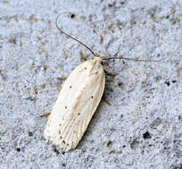 Imagem de Agonopterix pallorella Zeller 1839