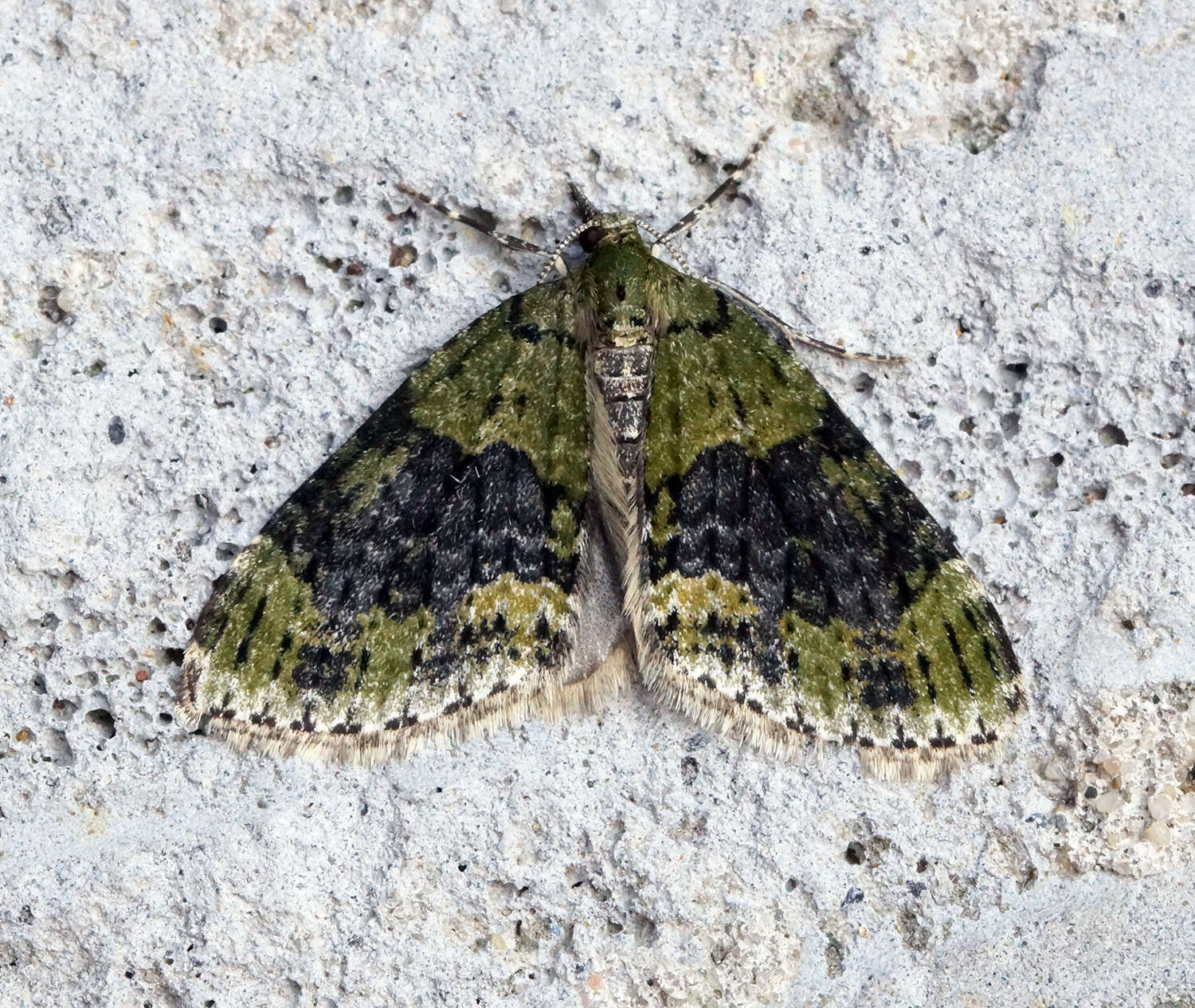 Image of yellow-barred brindle