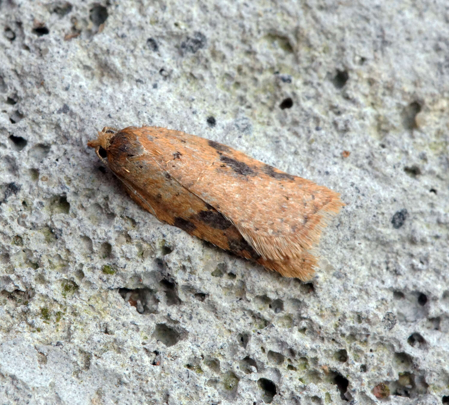 Image of Acleris notana Donovan 1806