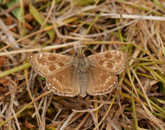 Image of dingy skipper