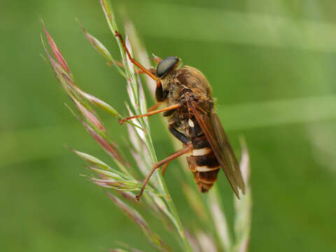 Image of Coenomyia