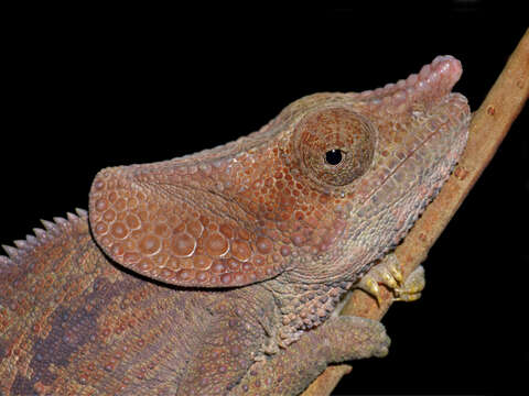 Image of Short-horned Chameleon