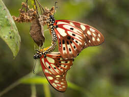 Graphium cyrnus (Boisduval 1836) resmi