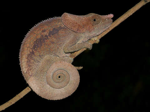 Image of Short-horned Chameleon