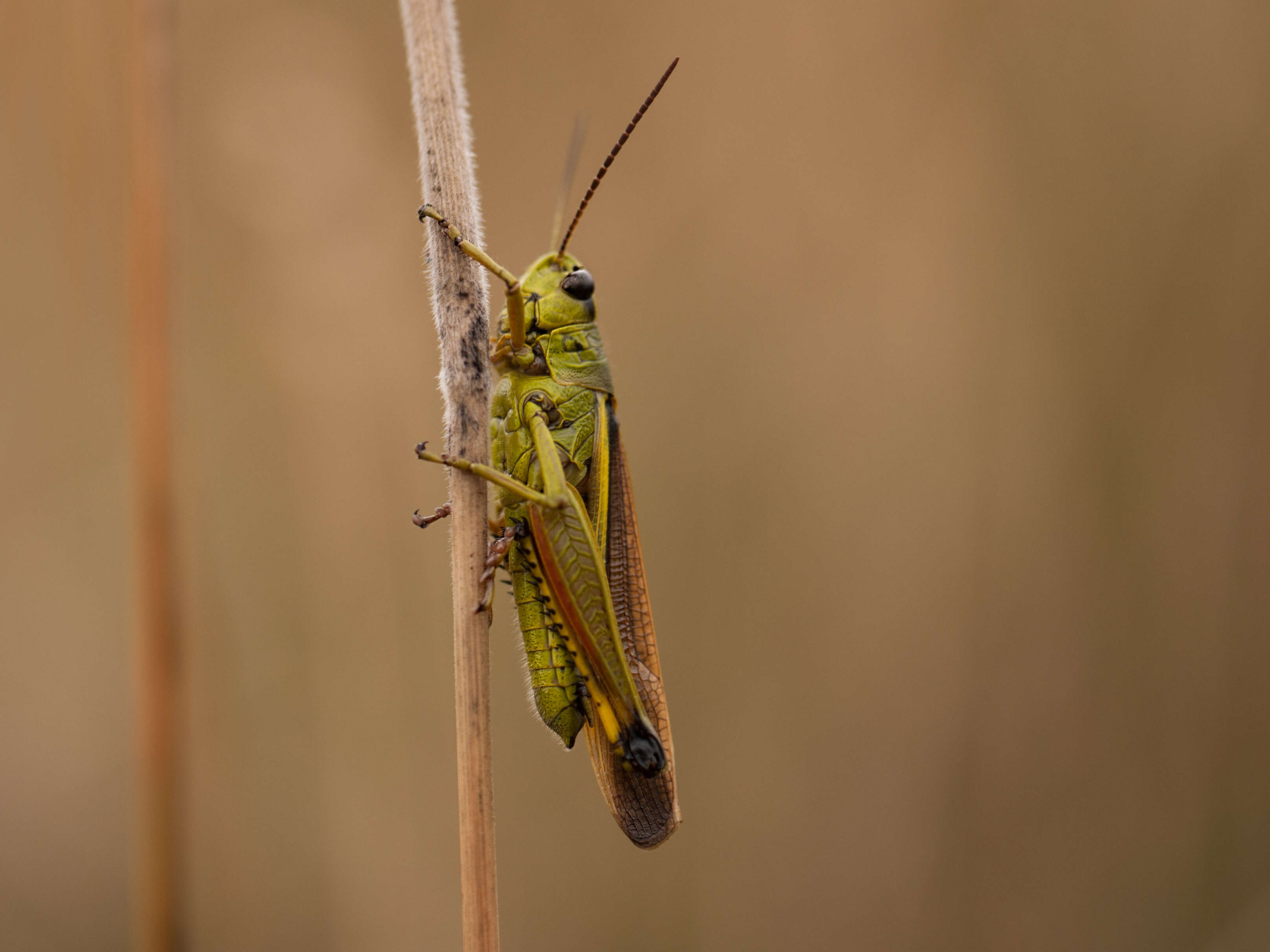 Image of Large marsh grasshopper