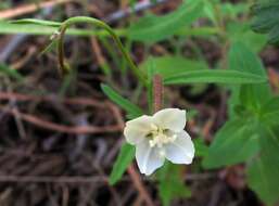 Image of canyon clarkia