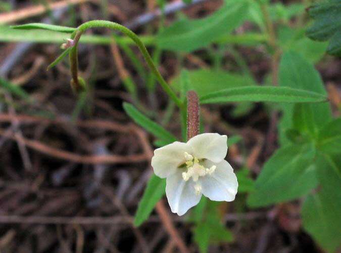 Image of canyon clarkia