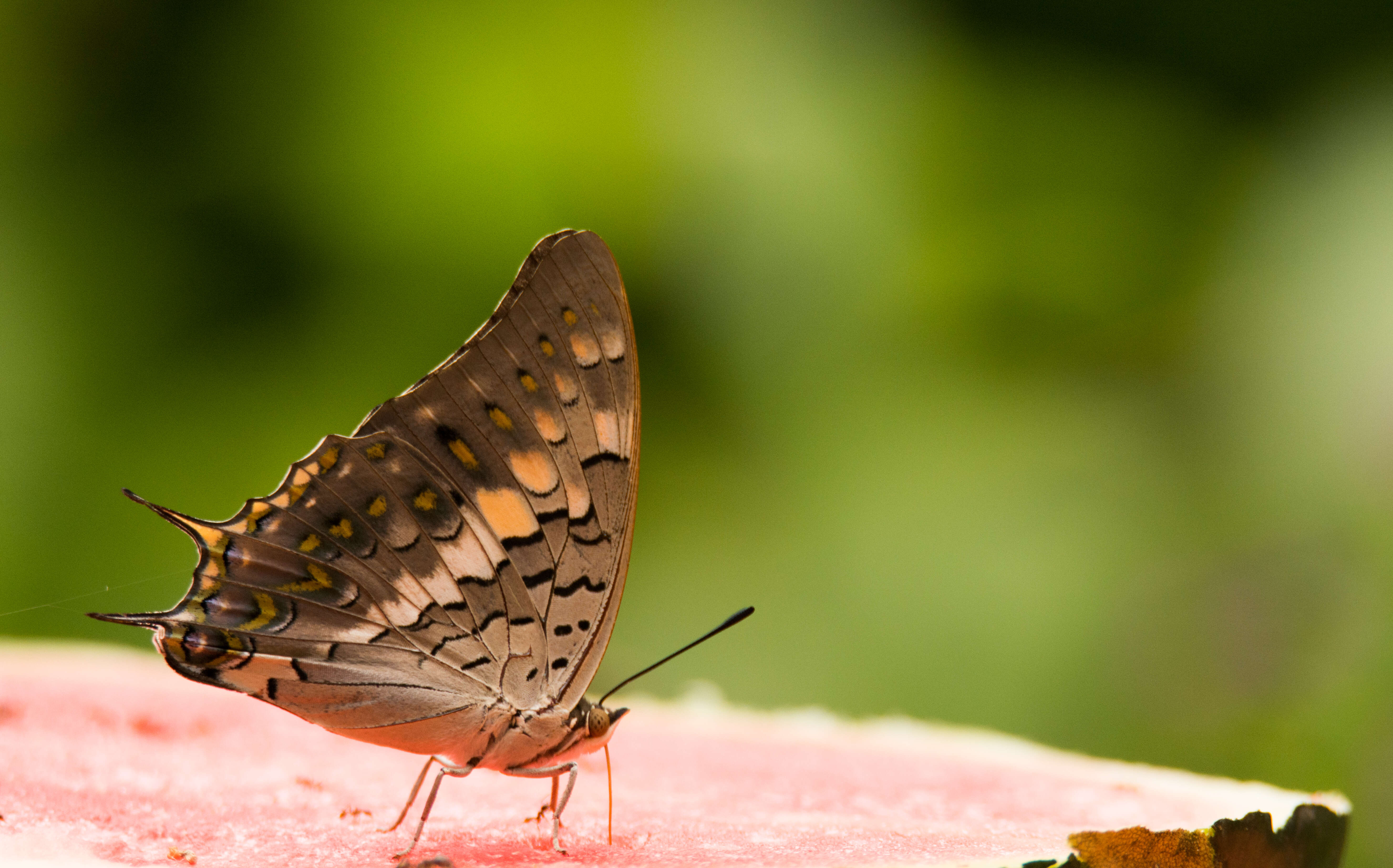 Imagem de Charaxes solon Fabricius 1793