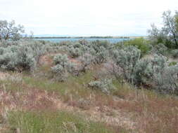 Imagem de Artemisia tridentata (Nutt.) W. A. Weber