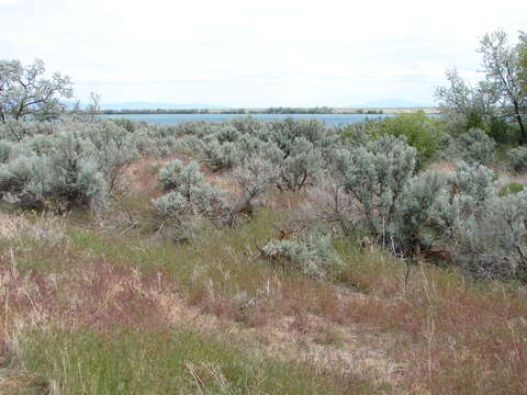 Image of big sagebrush