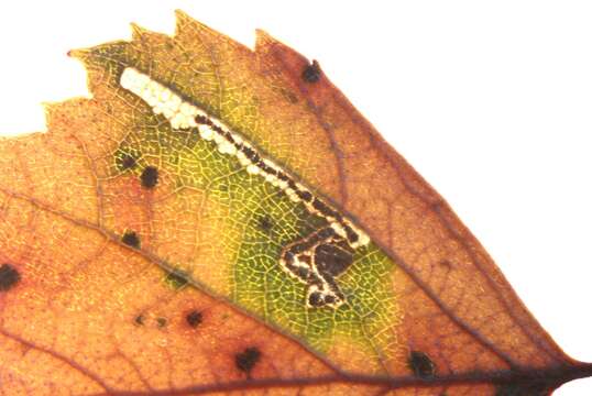 Image of Stigmella luteella (Stainton 1857) Beirne 1945