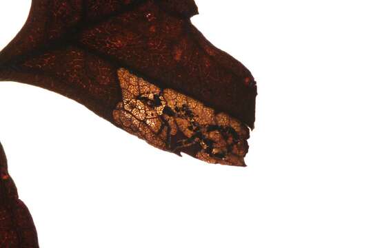 Stigmella perpygmaeella (Doubleday 1859) Karsholt et al. 1976 resmi