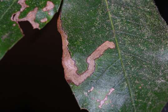 Imagem de Stigmella suberivora (Stainton 1869) Beirne 1945