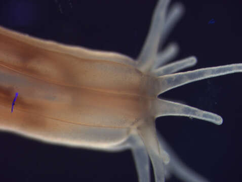 Image of Starlet Sea Anemone