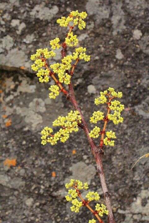 Imagem de Cissus cornifolia (Bak.) Planch.