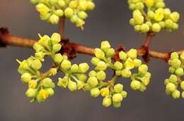 Imagem de Cissus cornifolia (Bak.) Planch.